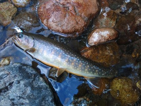 鱒レンジャーを持ってイワナの谷へ